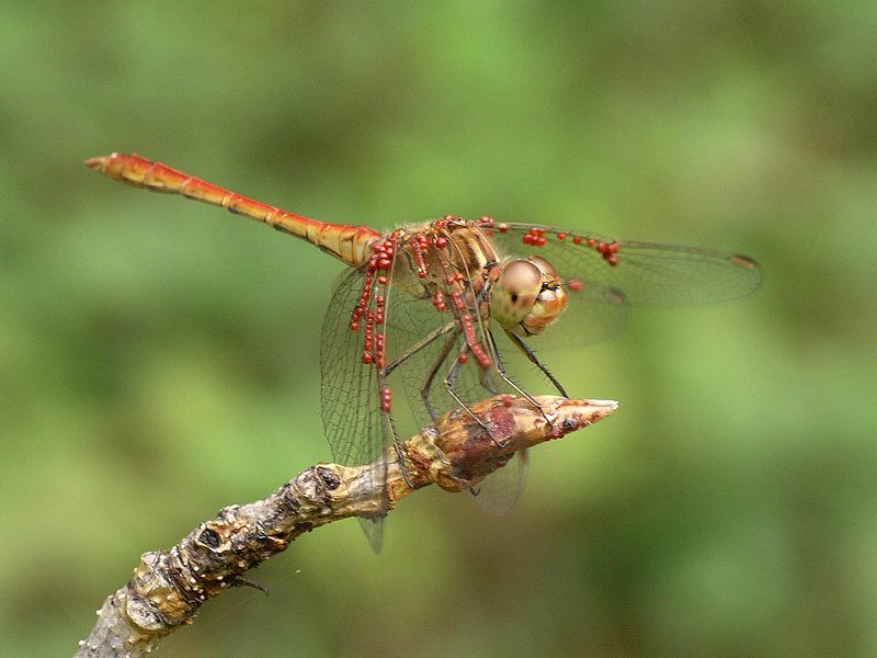 Sympetrum... piuttosto affollato